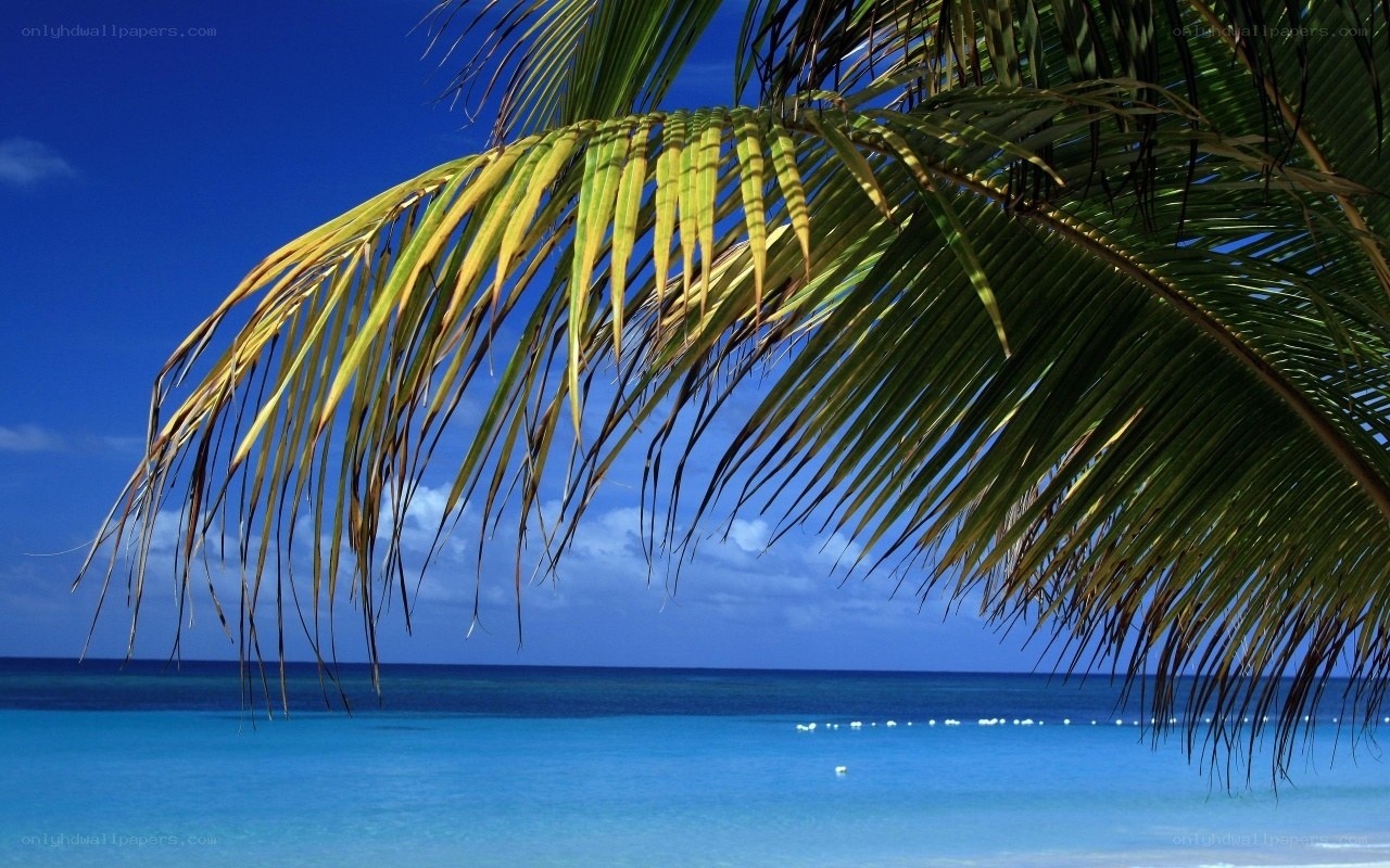 Palm frond over tropical beach
