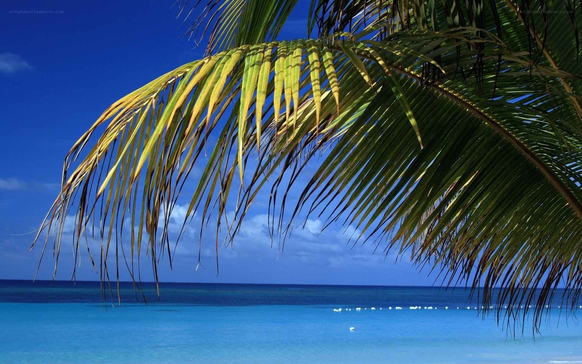 Palm frond over tropical beach