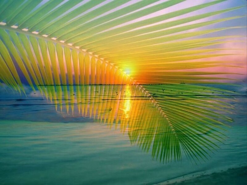 Palm Frond over Water
