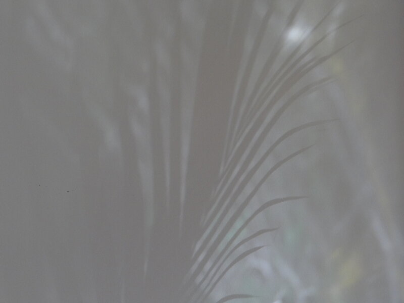 Palm Frond Shadow