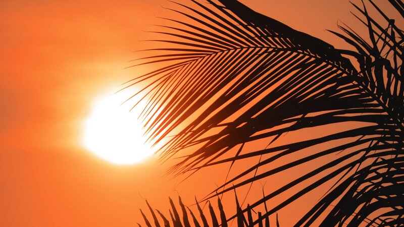 Palm Frond Silhouette — Orange, Serene, Sunset