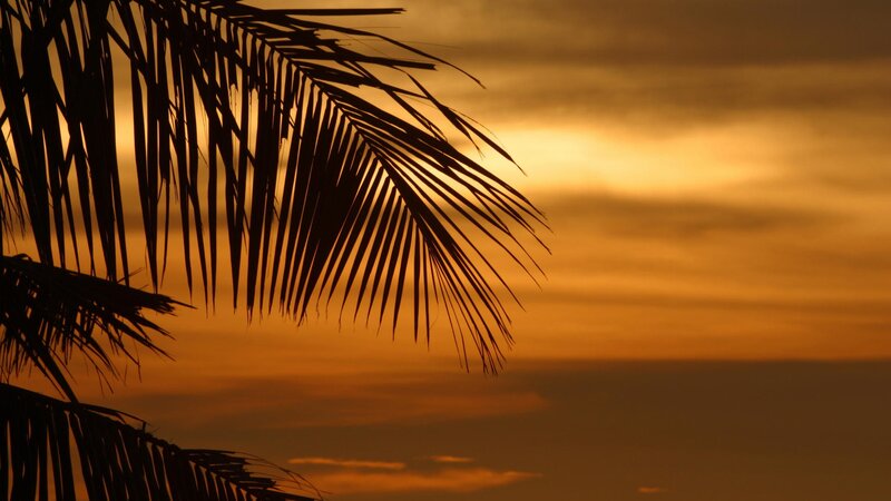Palm Frond Silhouette — Orange, Serene