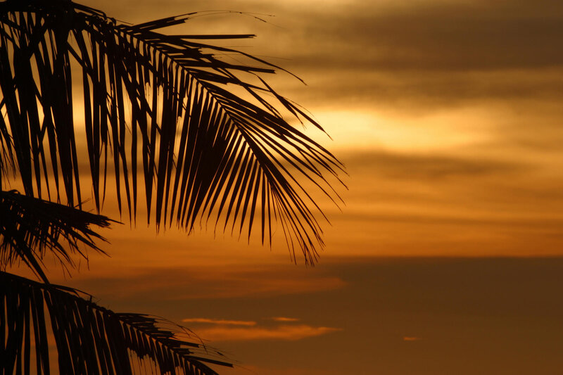 Palm Frond Silhouette — Orange