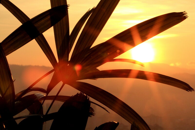 Palm Frond Silhouette