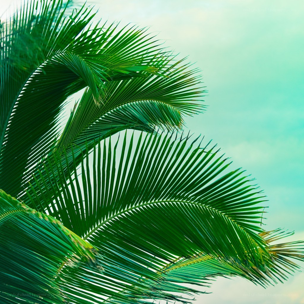 Palm fronds against a clear sky
