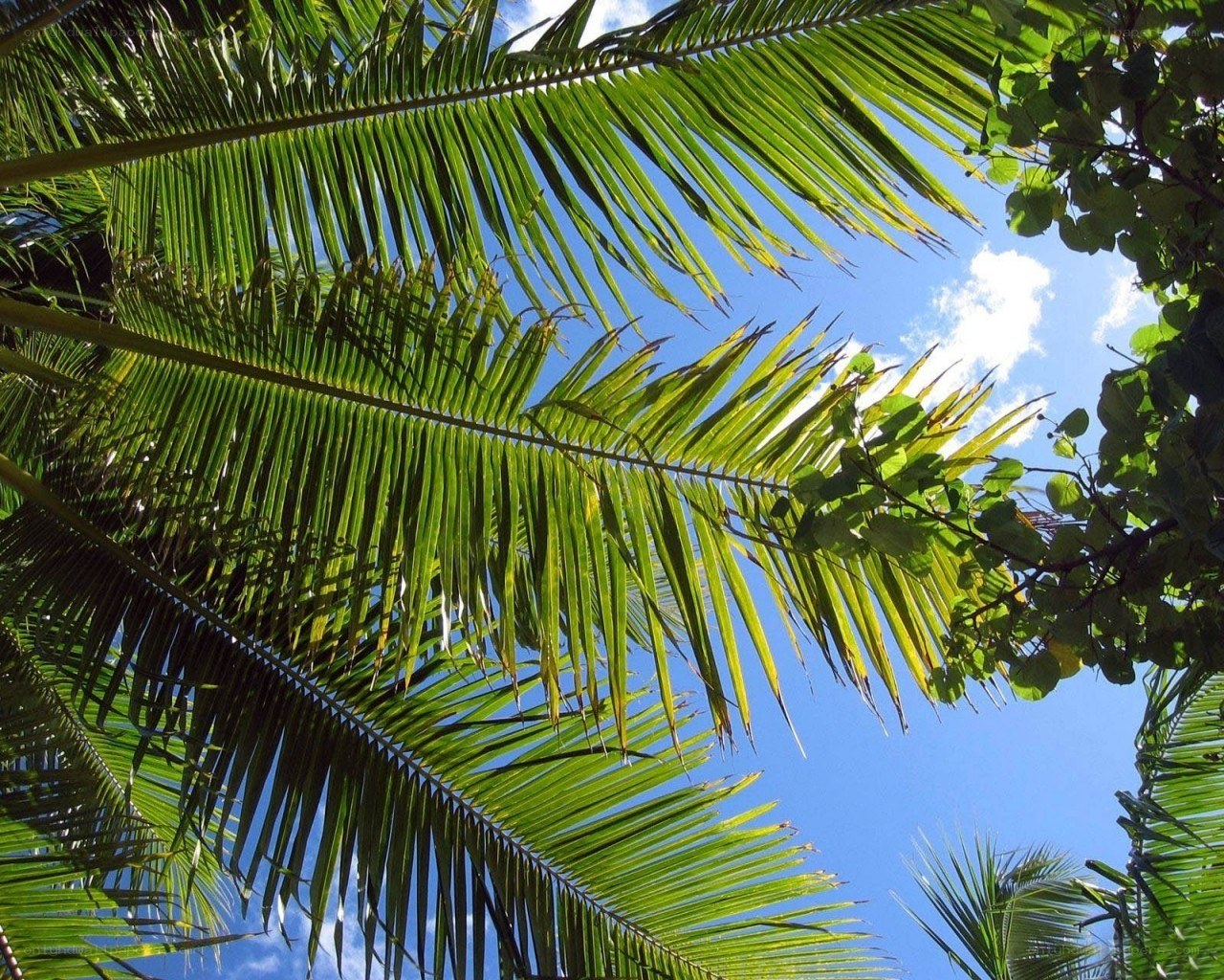Palm fronds against blue sky