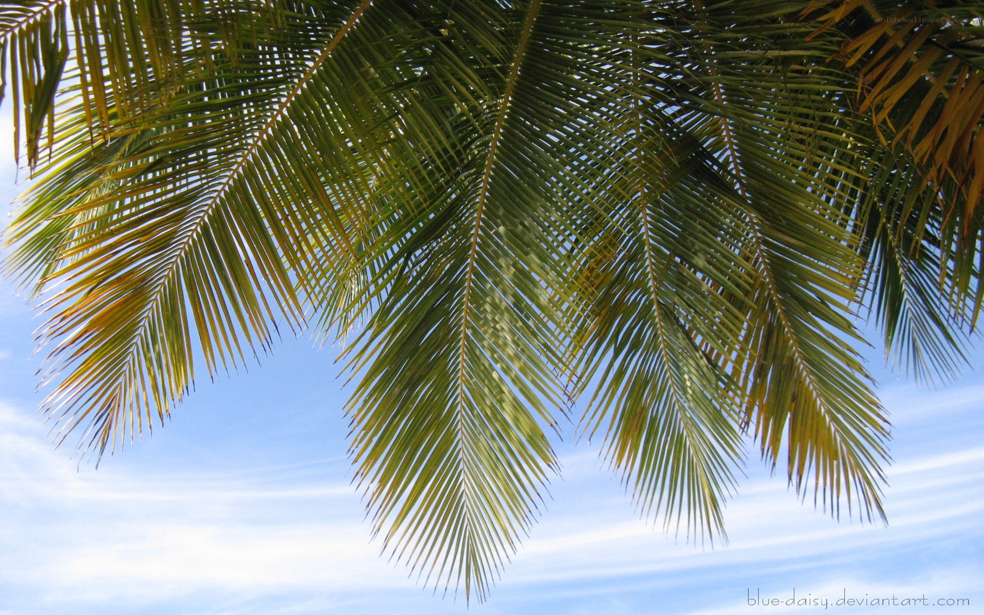palm fronds against blue sky