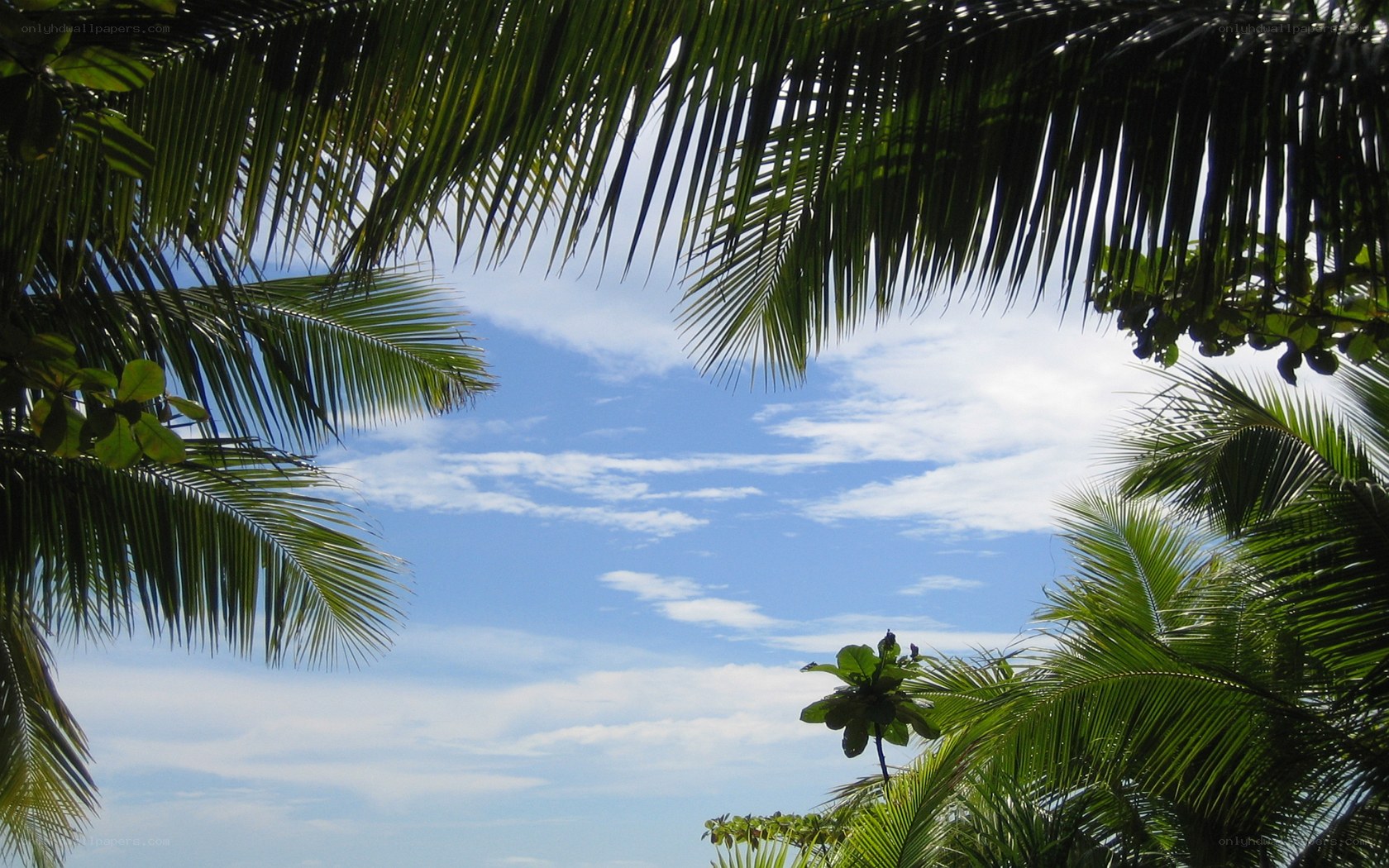 Palm fronds against blue sky