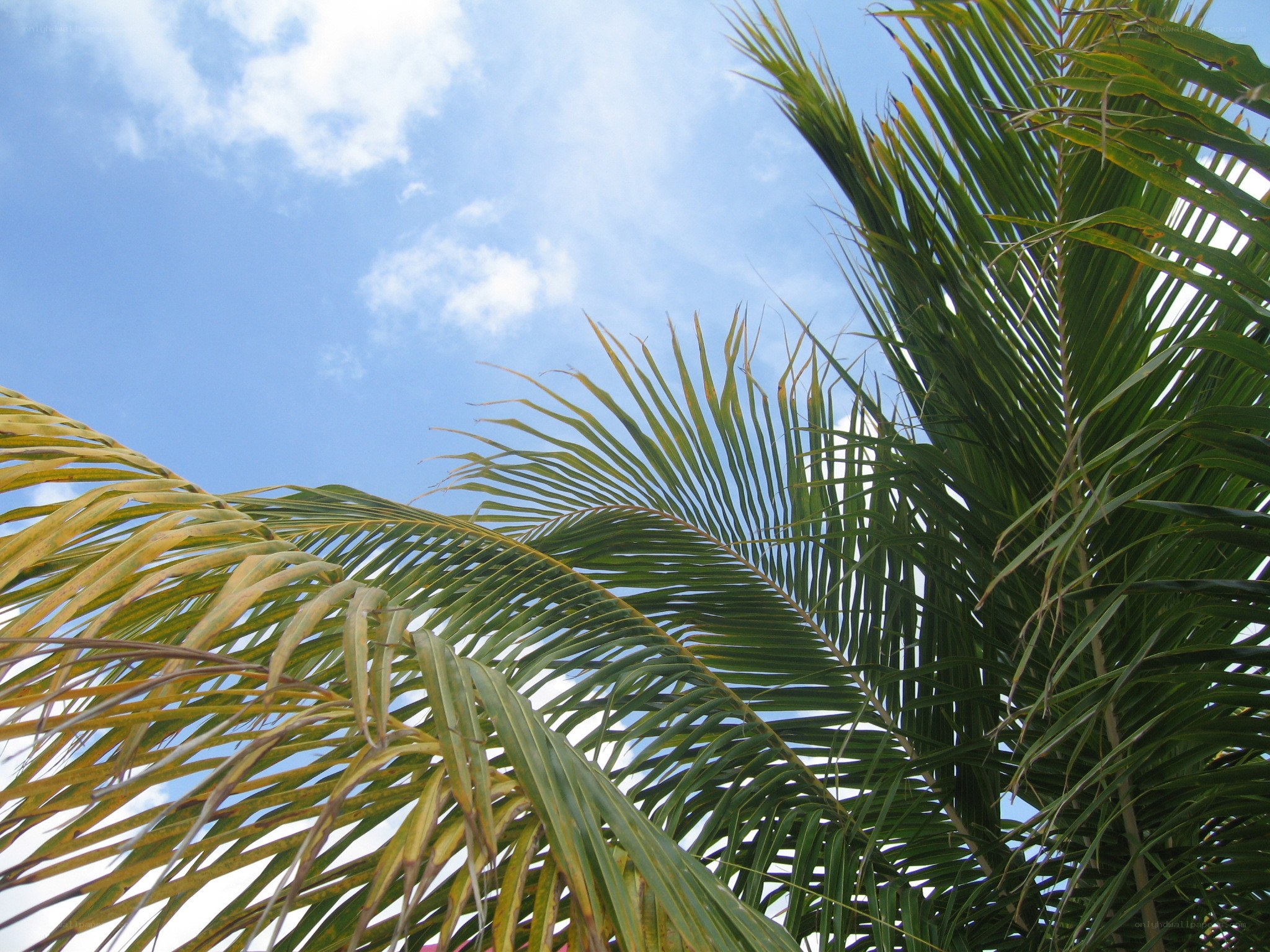 palm fronds against blue sky