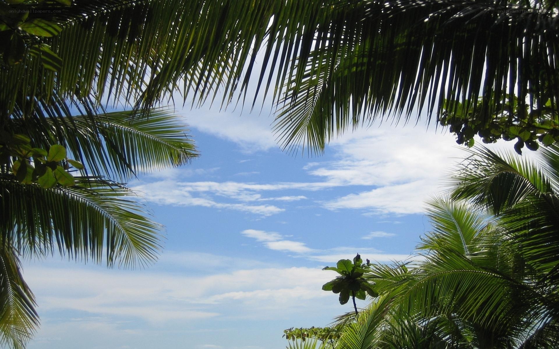 Palm fronds against blue sky