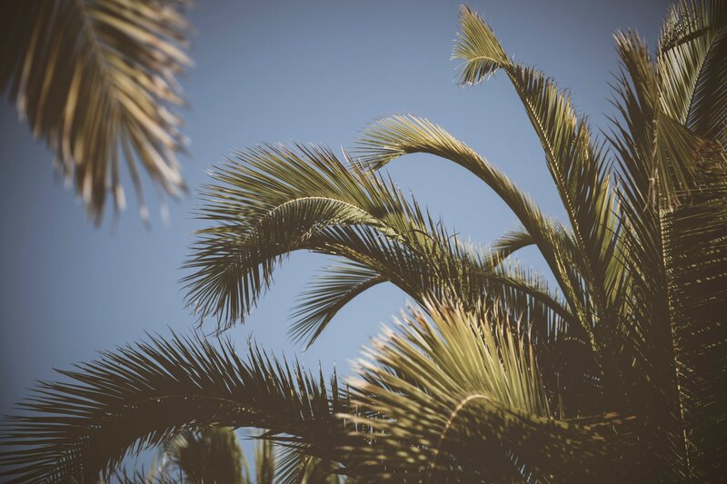 Palm Fronds Against Sky — Blue