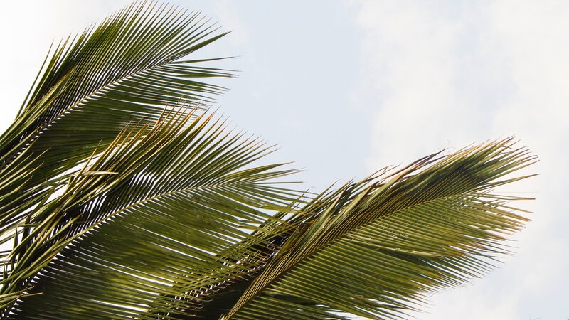 Palm Fronds Against Sky — Green