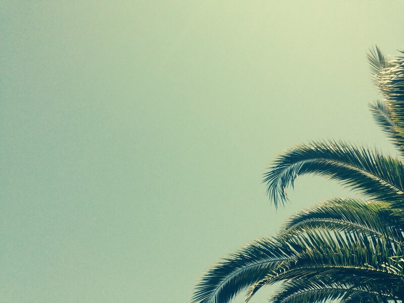 palm fronds against sky