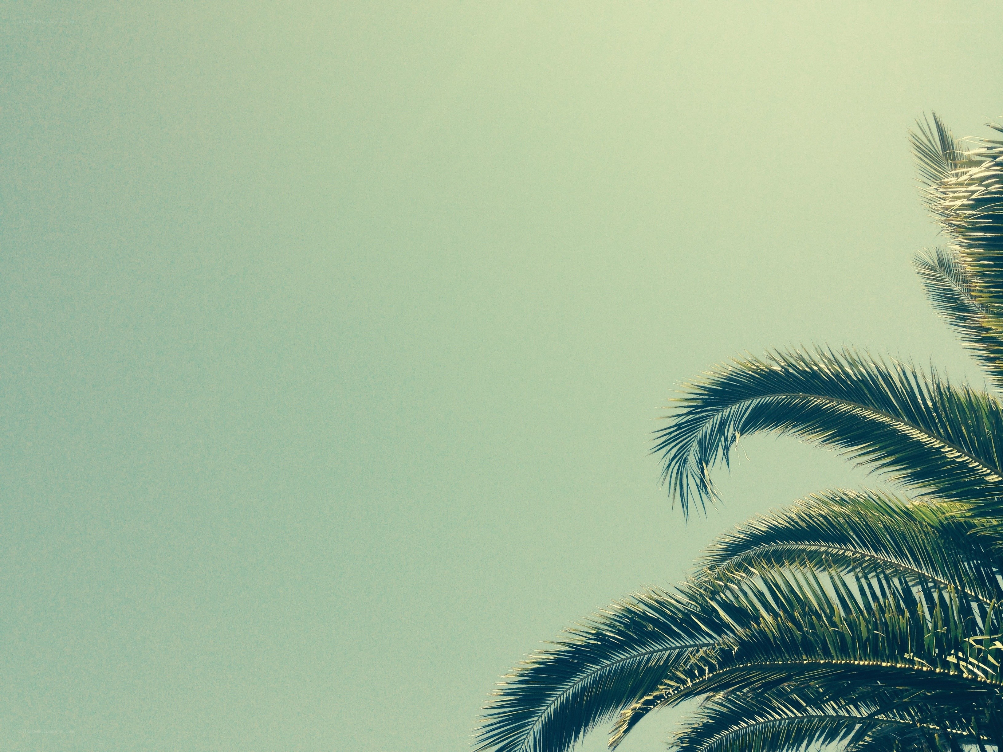 palm fronds against sky