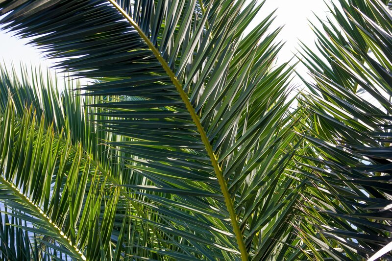 Palm fronds against the sky