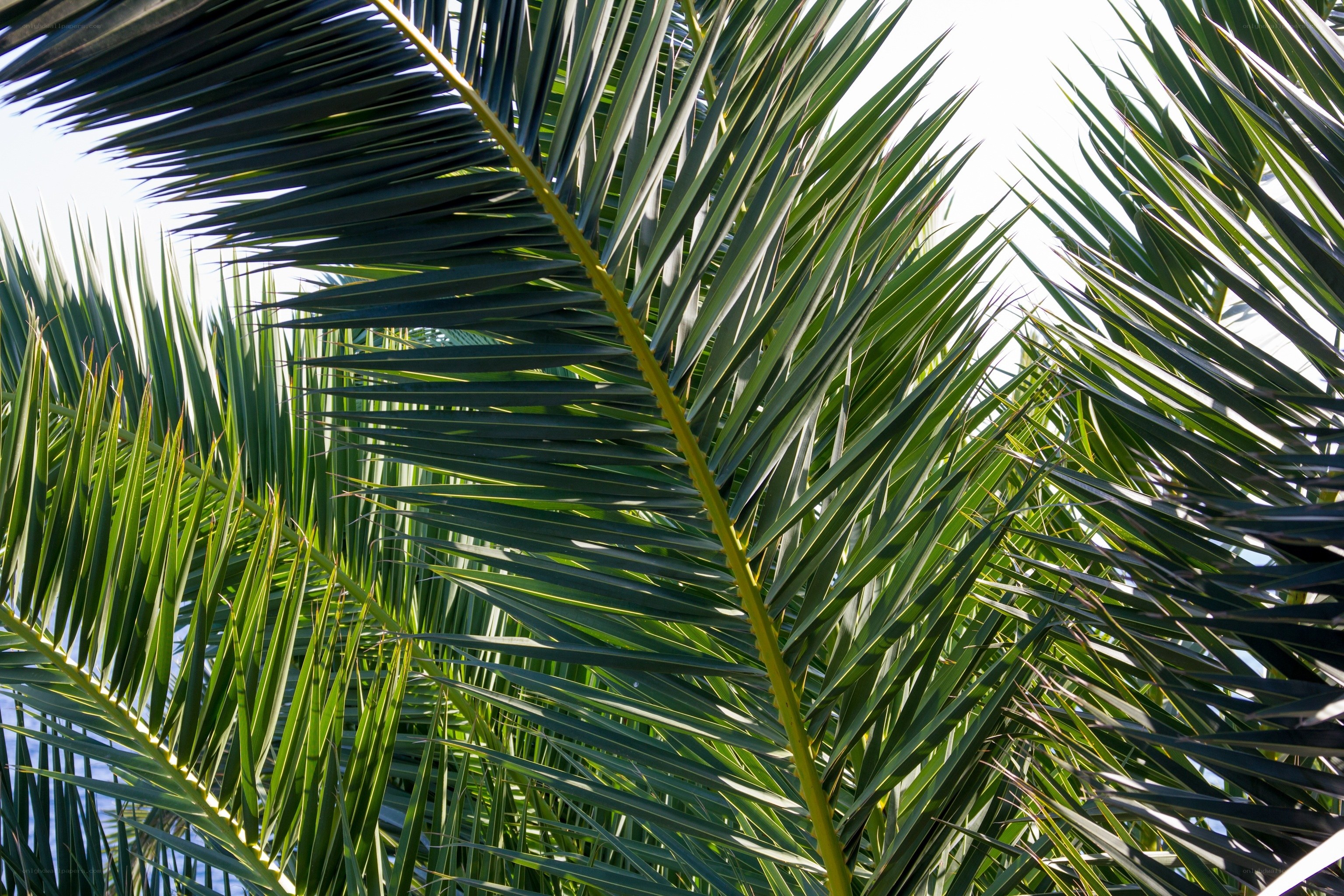 Palm fronds against the sky