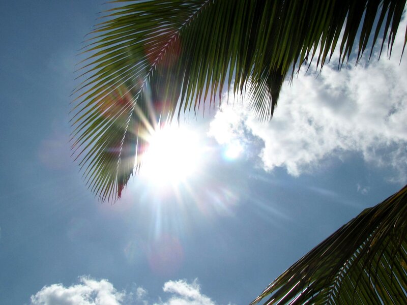 Palm Fronds and Sun