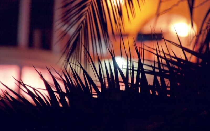 Palm Fronds at Night