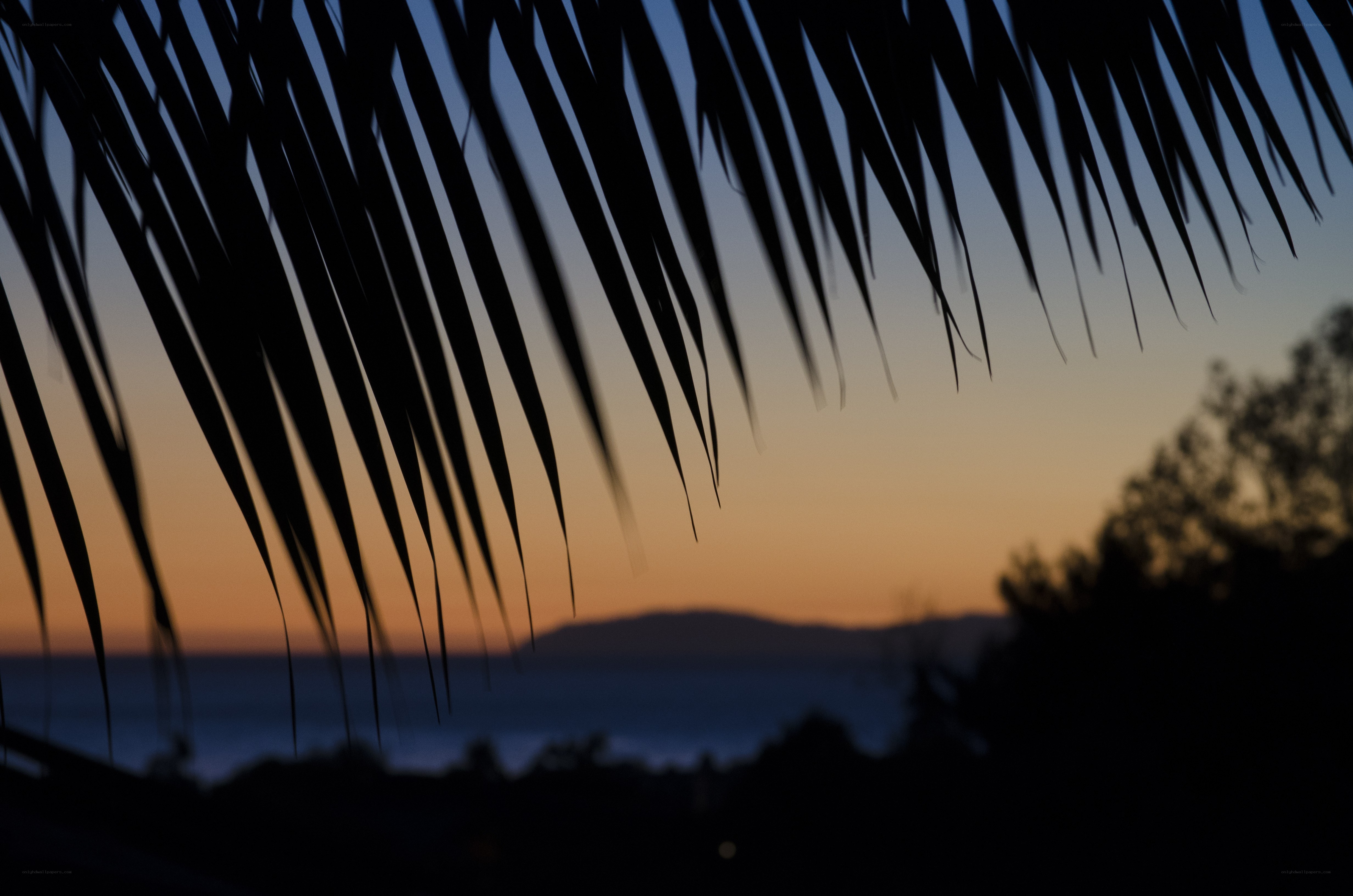 Palm fronds at sunset