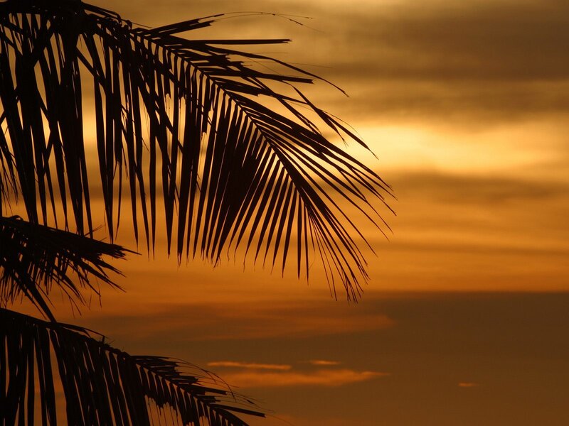 Palm fronds at sunset
