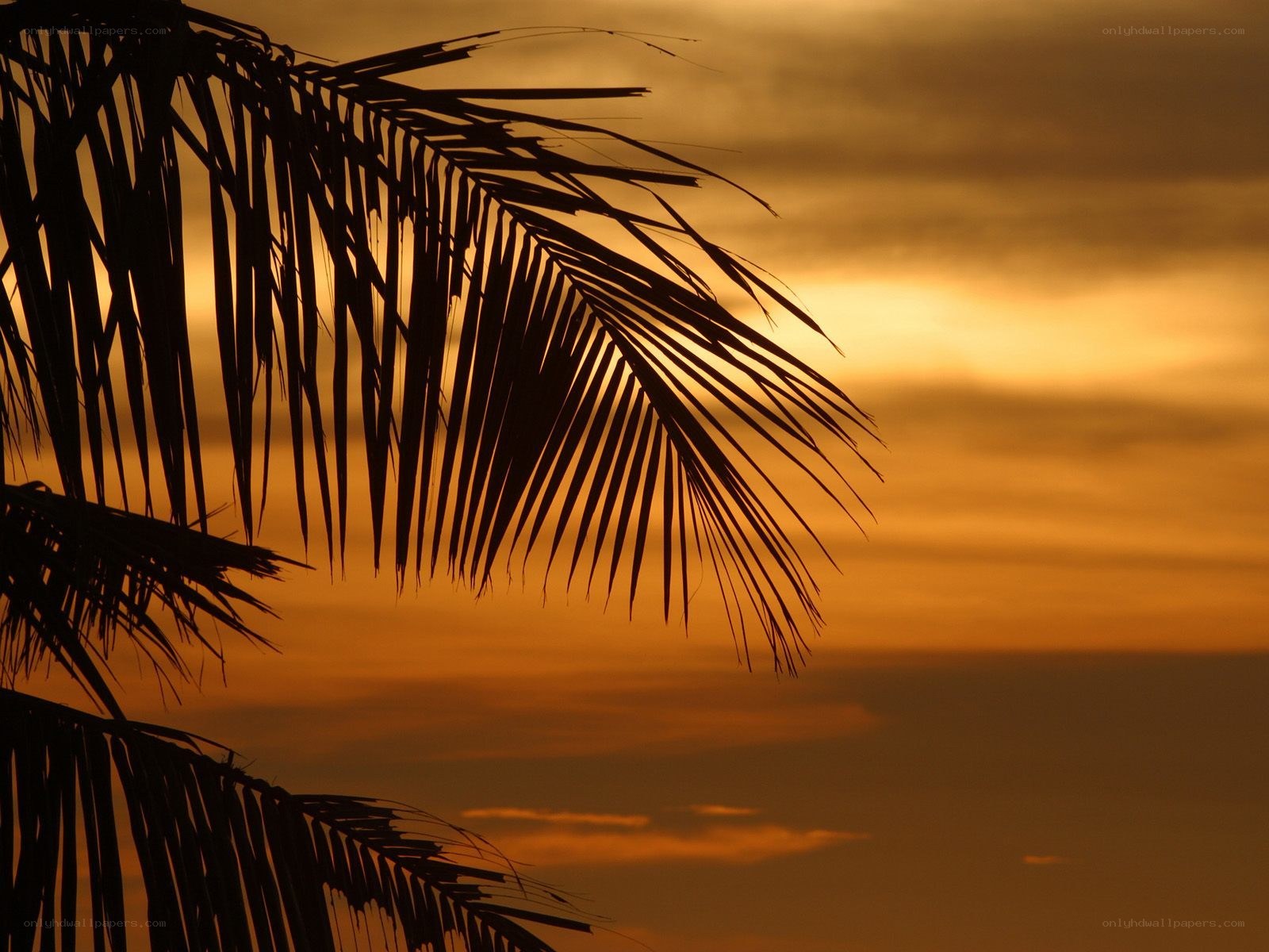 Palm fronds at sunset