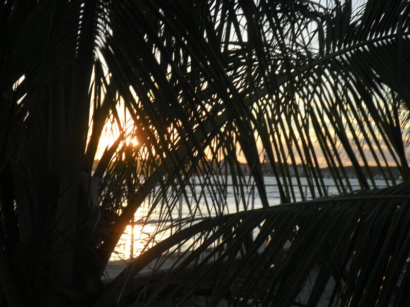 Palm Fronds at Sunset — Black