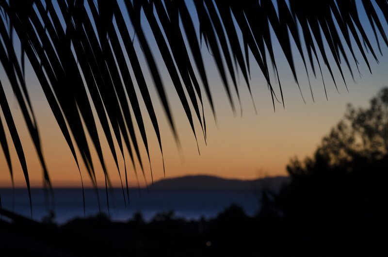Palm Fronds at Sunset — Blue