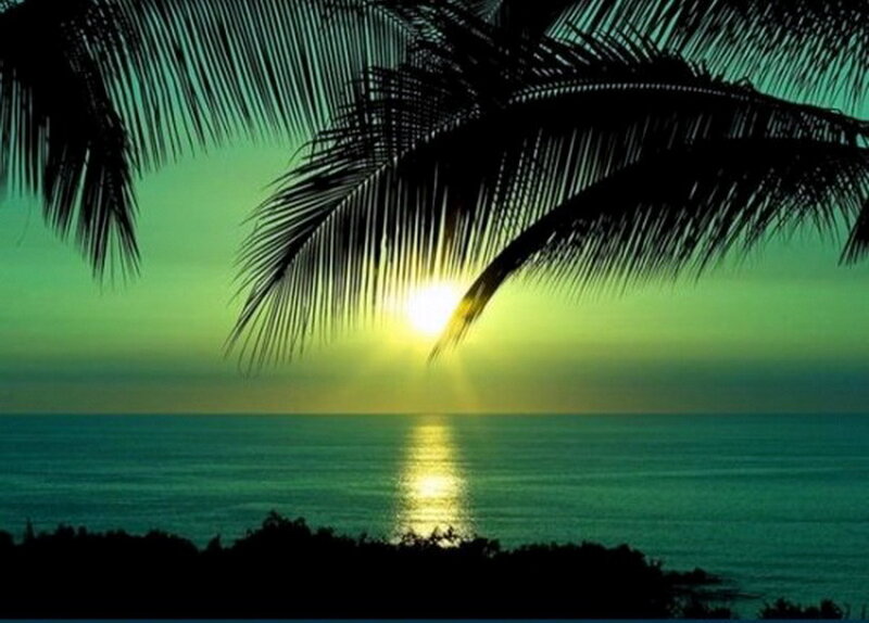 Palm Fronds at Sunset — Green