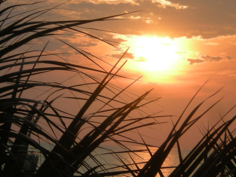 Palm Fronds at Sunset — Orange, Serene, Photograph, Sun, Sky, Ocean