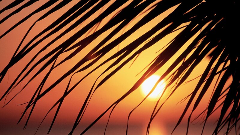 Palm Fronds at Sunset — Orange, Serene, Photograph, Sun, Sky, Yellow