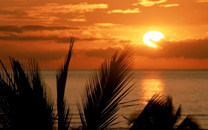 Palm Fronds at Sunset — Orange, Serene, Photograph