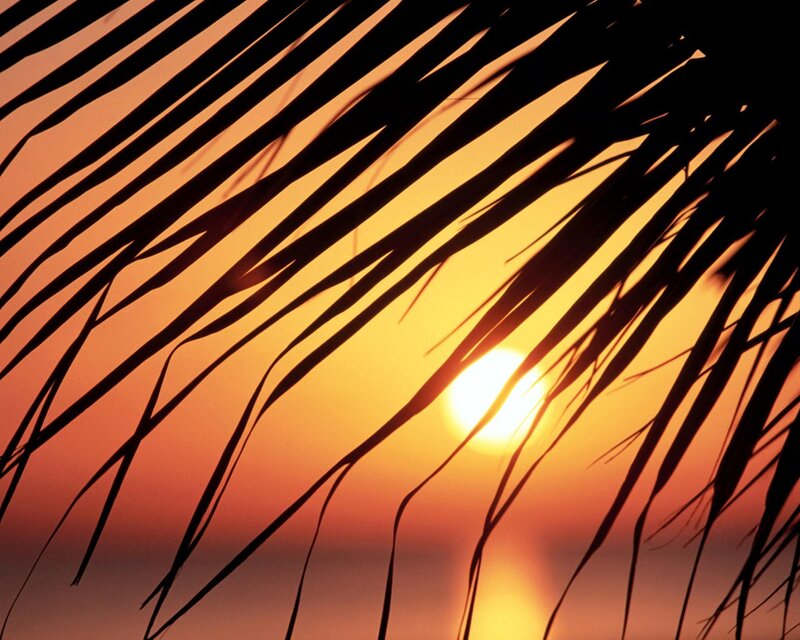 Palm Fronds at Sunset — Orange, Serene