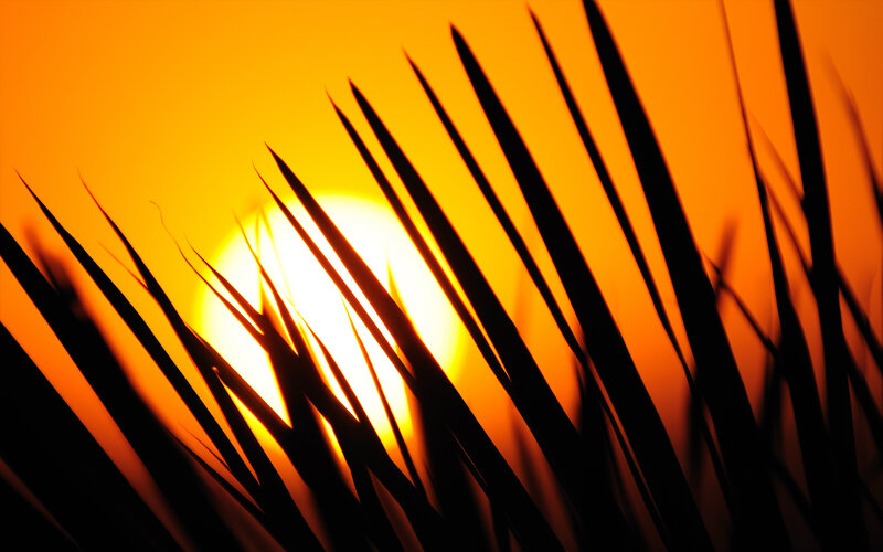 Palm Fronds at Sunset — Orange
