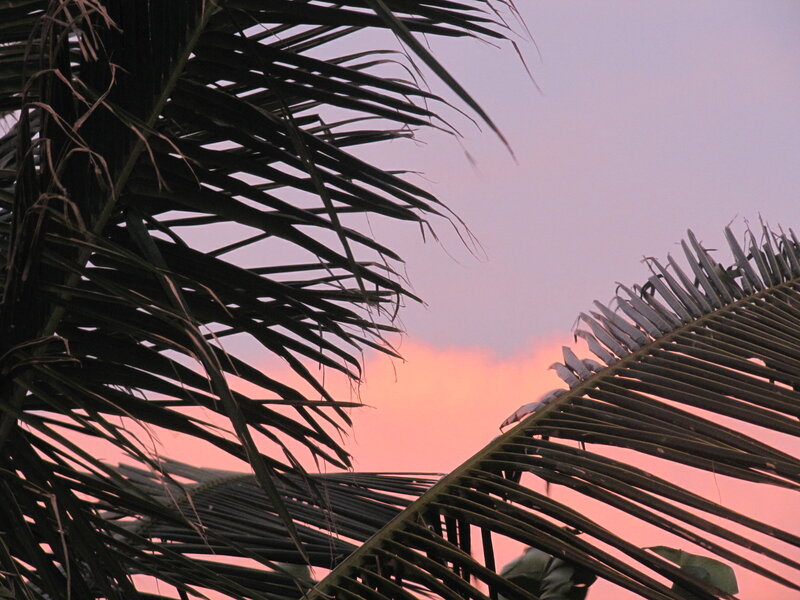 Palm Fronds at Sunset — Pink