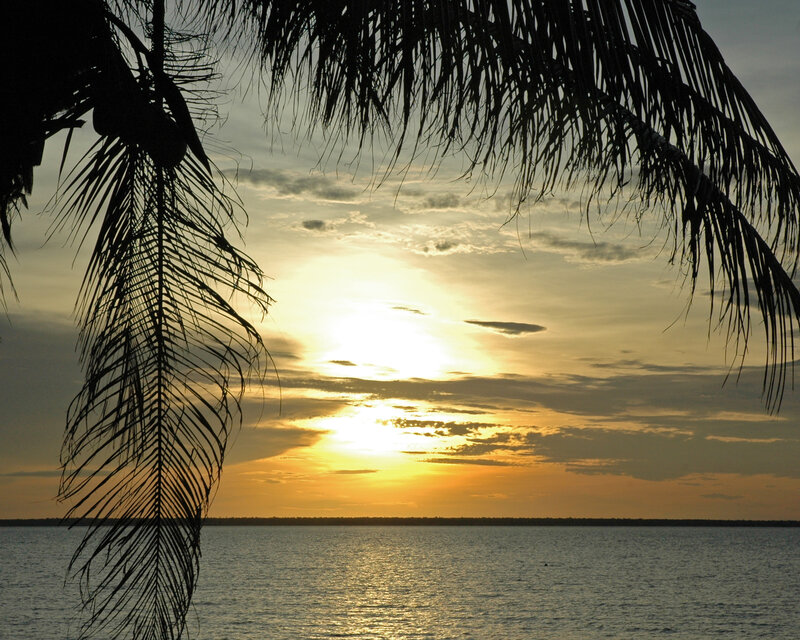 Palm Fronds at Sunset — Yellow