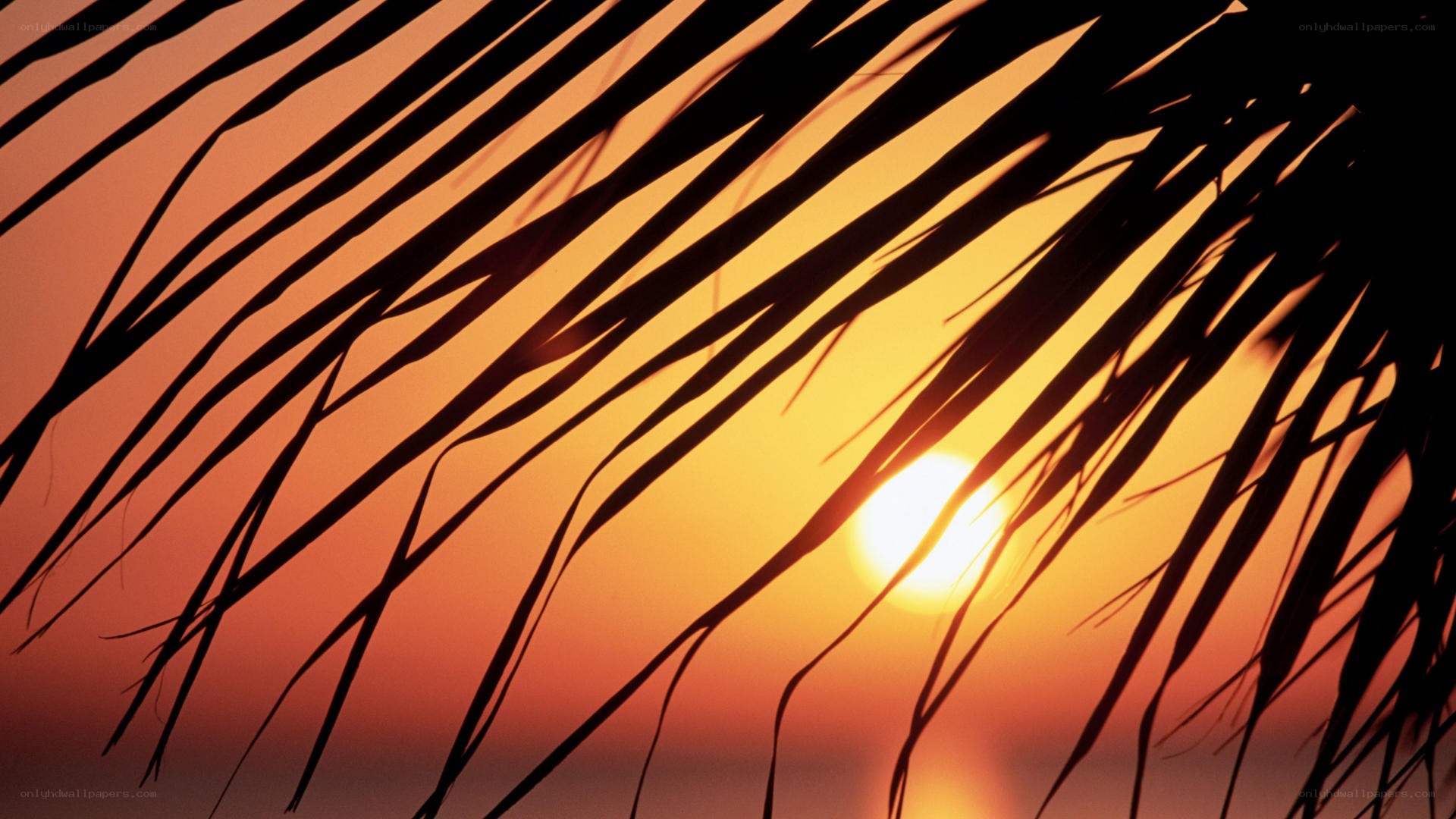 Palm fronds at sunset