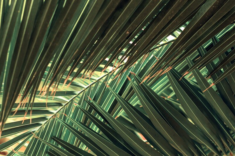 Palm Fronds Close-up