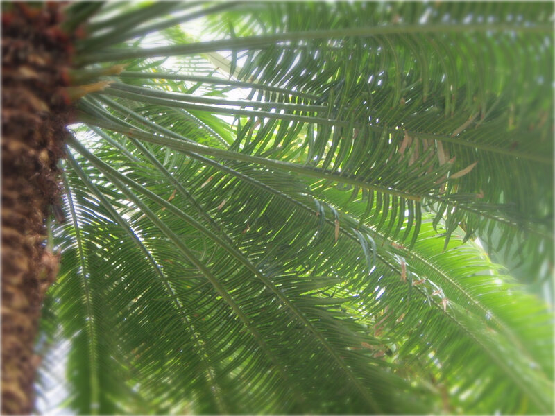 palm fronds from below