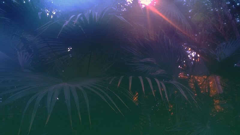 Palm Fronds in Dark Light