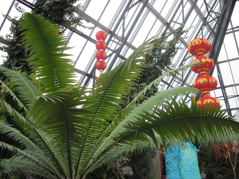Palm Fronds in Greenhouse