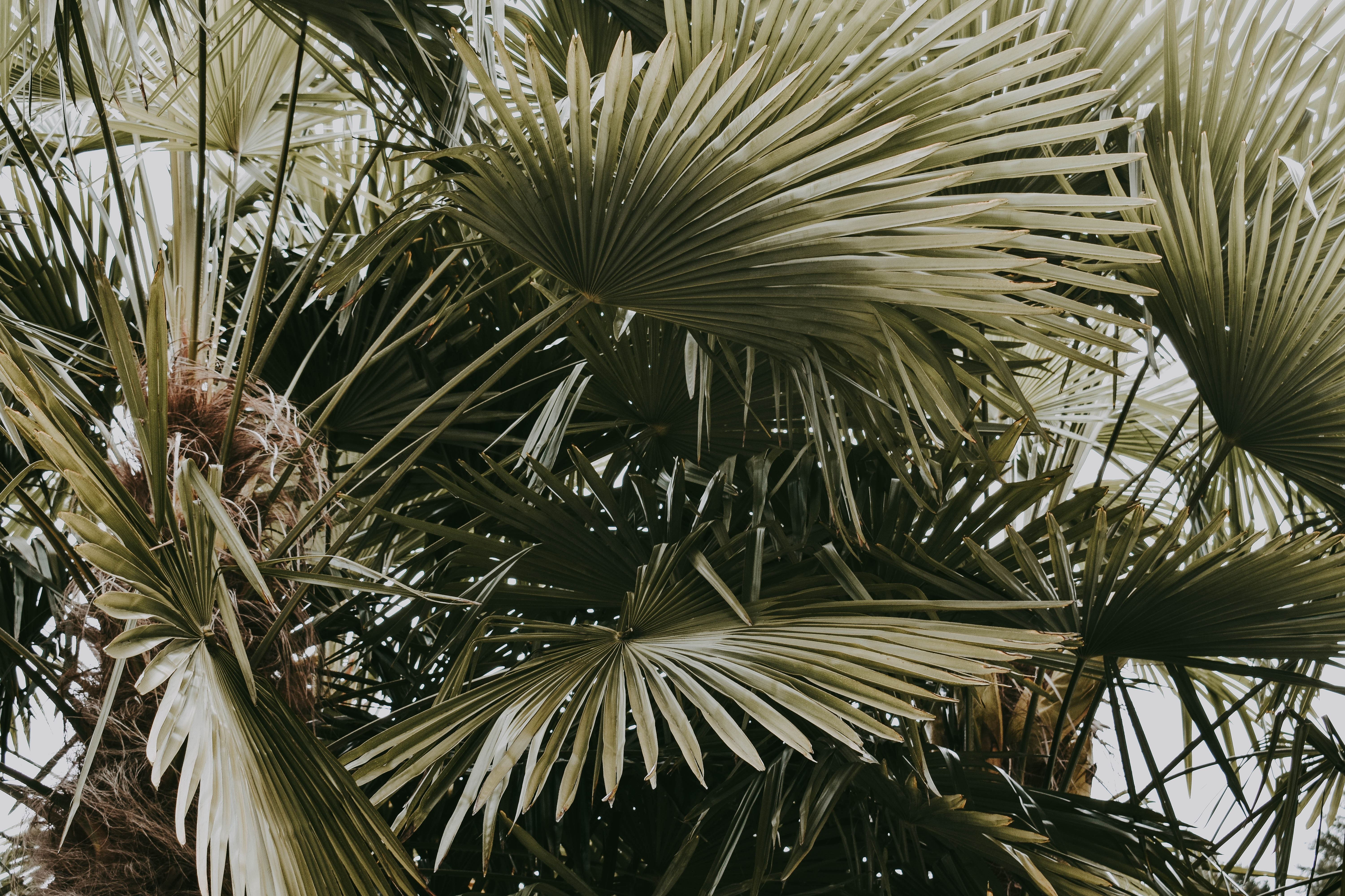 Palm fronds in natural light
