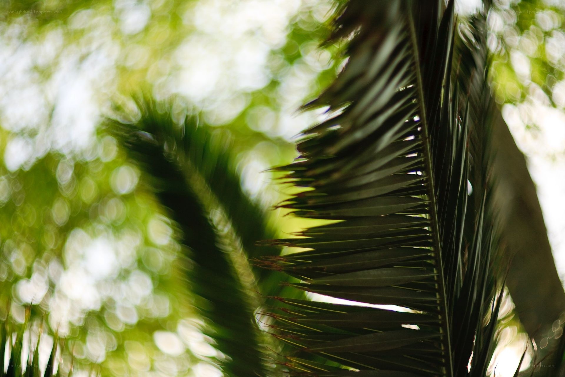 Palm fronds in sunlight