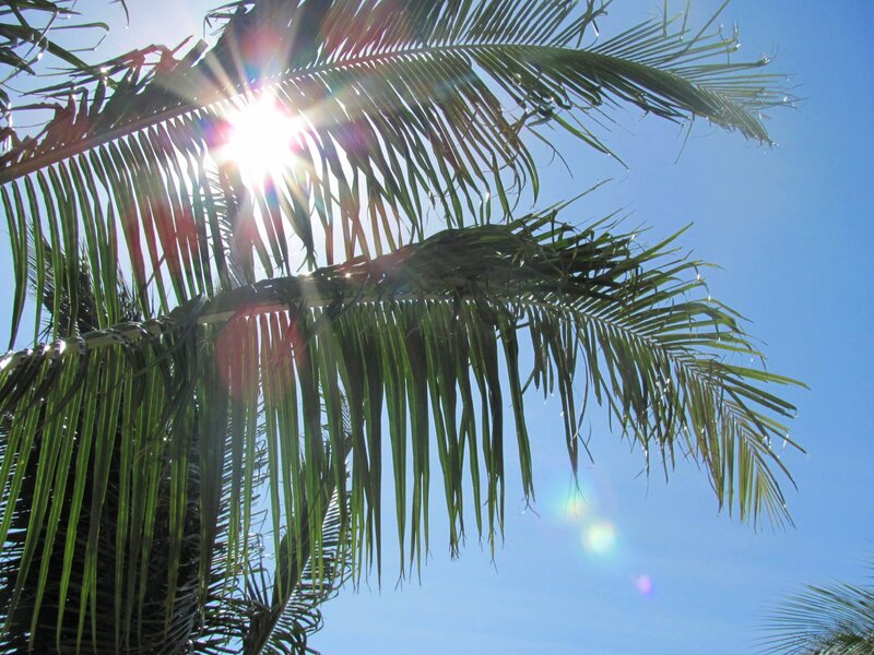 Palm Fronds in Sunlight — Green, Bright