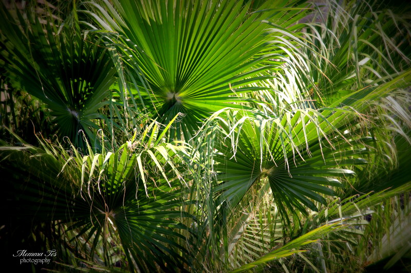 Palm Fronds in Sunlight — Green, Dramatic