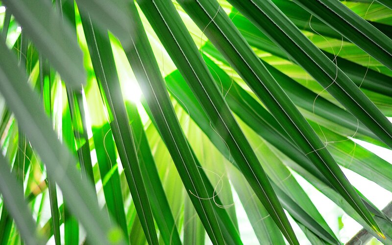Palm Fronds in Sunlight — Green, Serene, Afternoon, Photograph