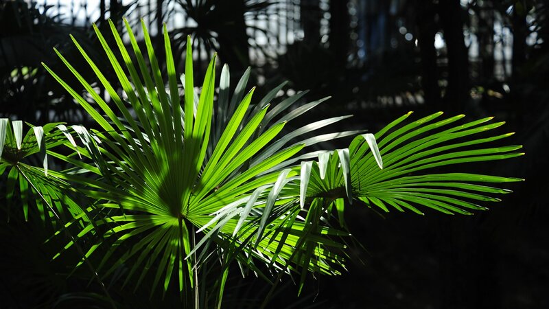 Palm Fronds in Sunlight — Green