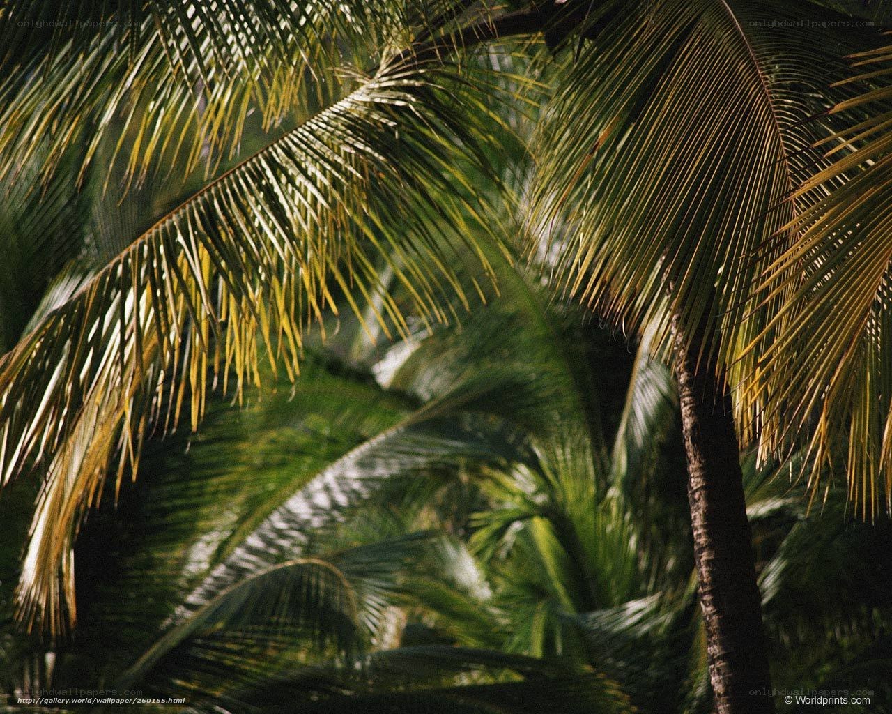 Palm fronds in sunlight
