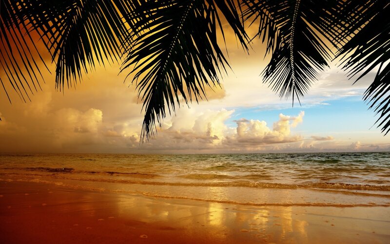 Palm Fronds over Beach — Gold, Serene, Sunset, Photograph, Ocean, Sky