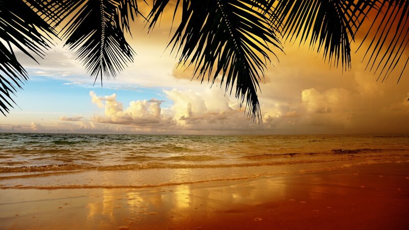 Palm Fronds over Beach — Gold, Serene, Sunset