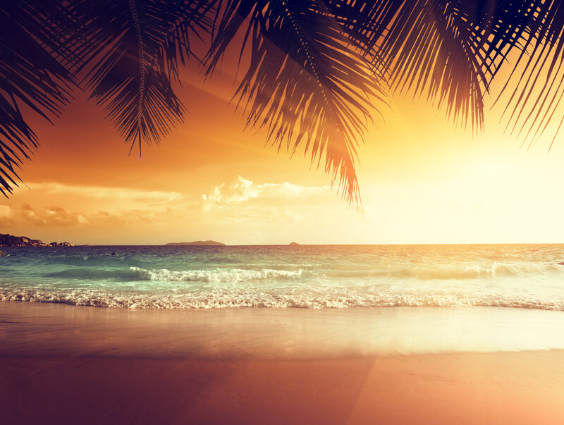 Palm Fronds over Beach — Orange